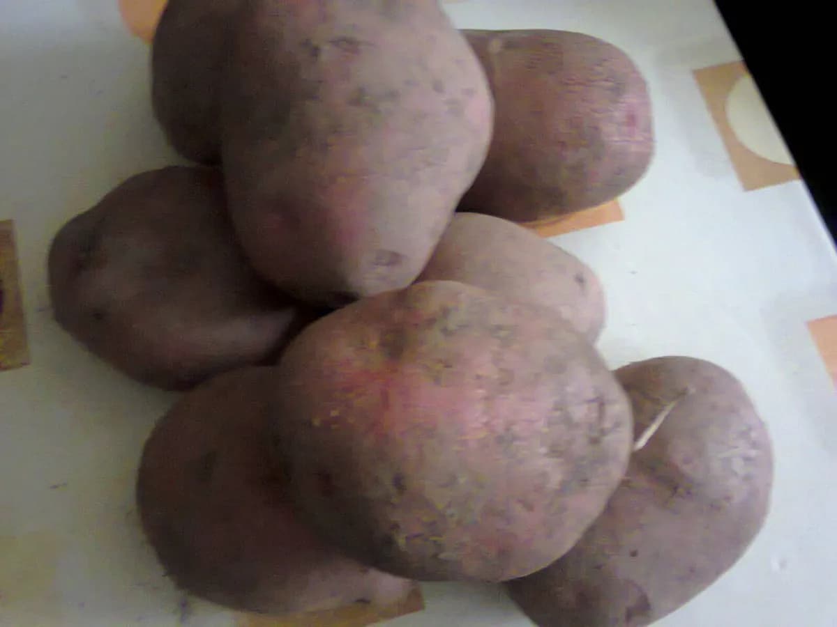 Patata Agria — foto real