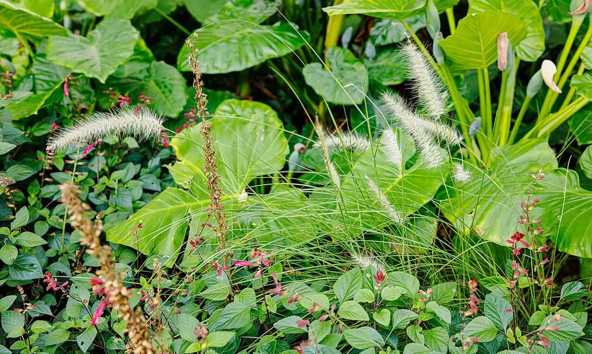 Pennisetum (herba de cepillo) — foto real