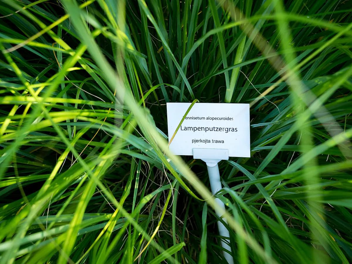 Pennisetum (herba de cepillo) — foto real