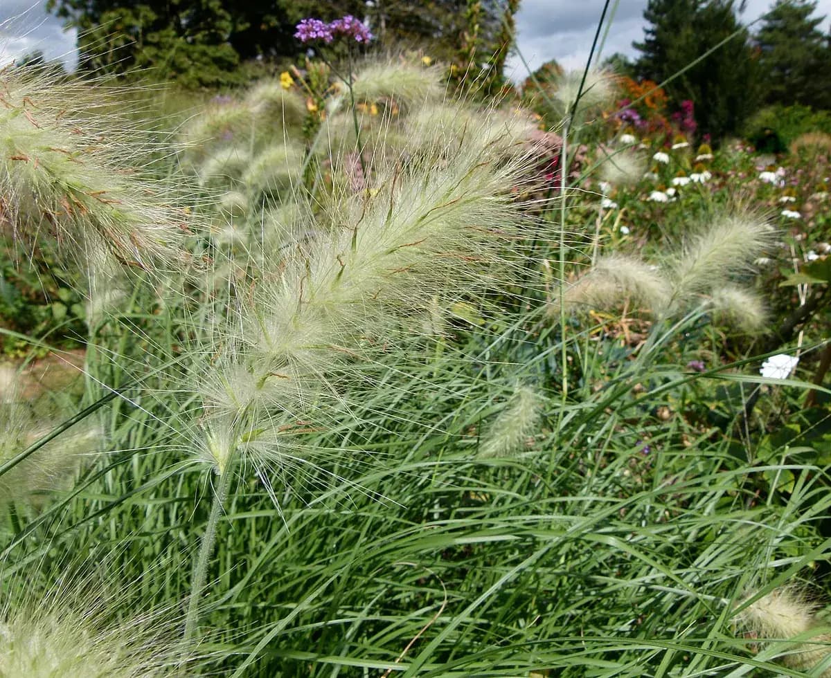 Pennisetum (herba de cepillo) — foto real