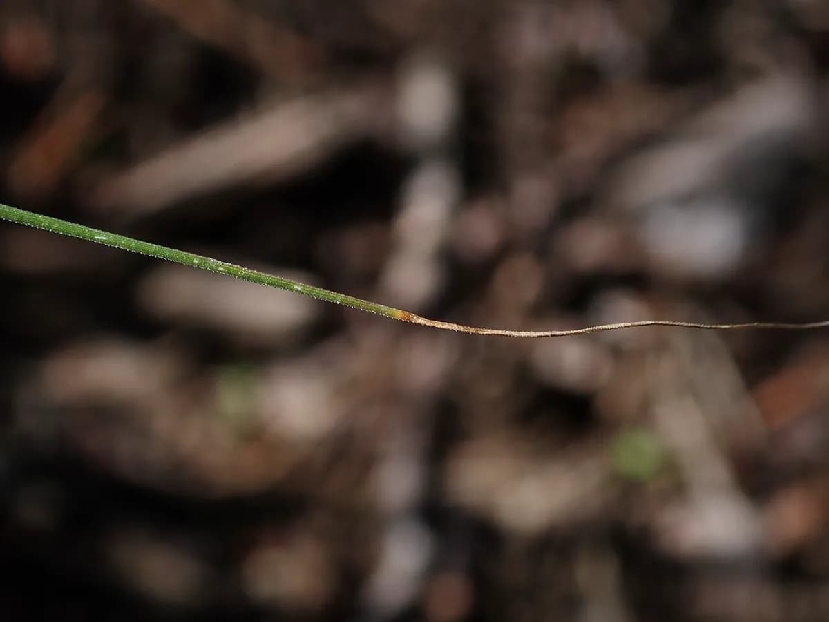 Pennisetum (herba de cepillo) — foto real