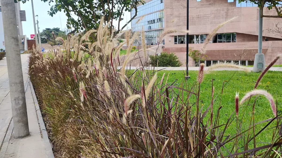 Pennisetum rojo — foto real