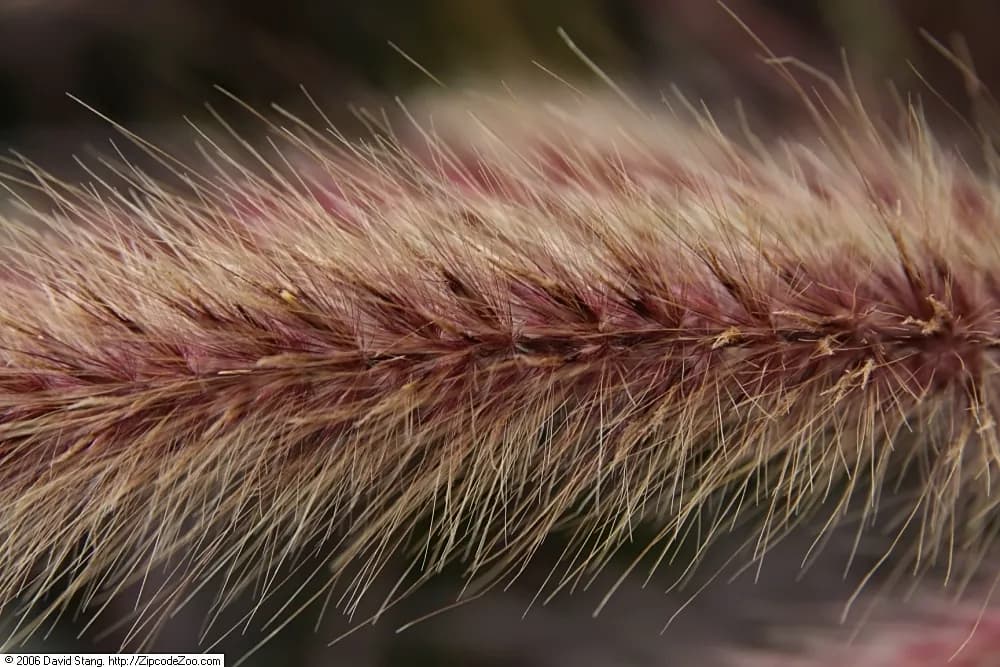 Pennisetum rojo — foto real