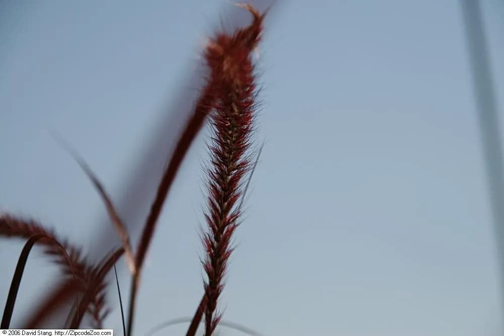 Pennisetum rojo — foto real