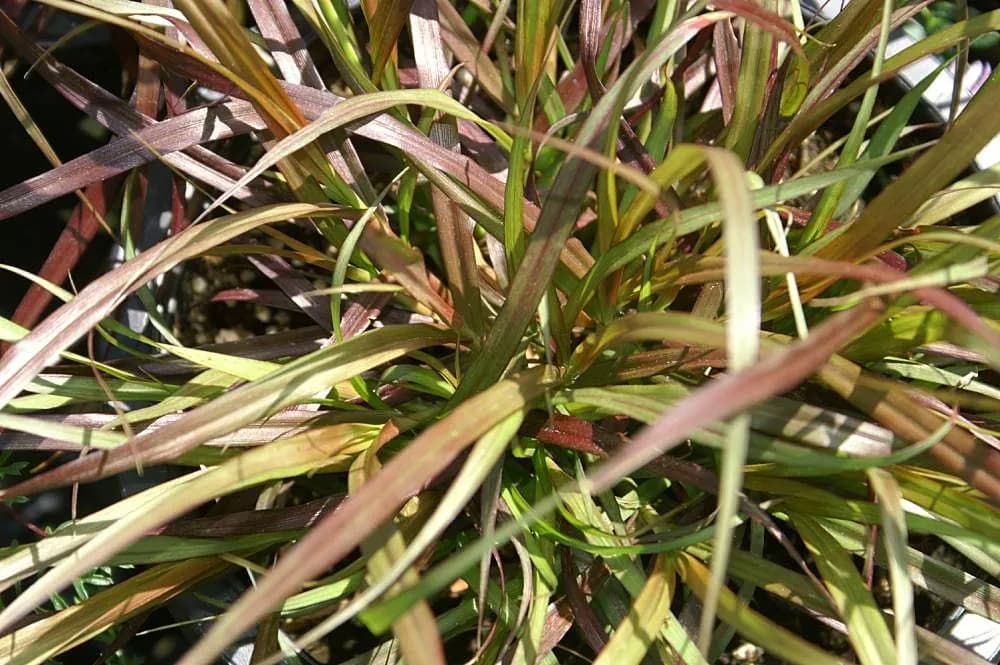 Pennisetum rojo — foto real
