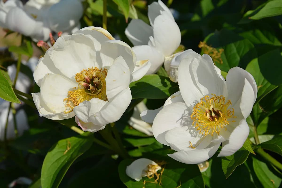 Peonía — foto real