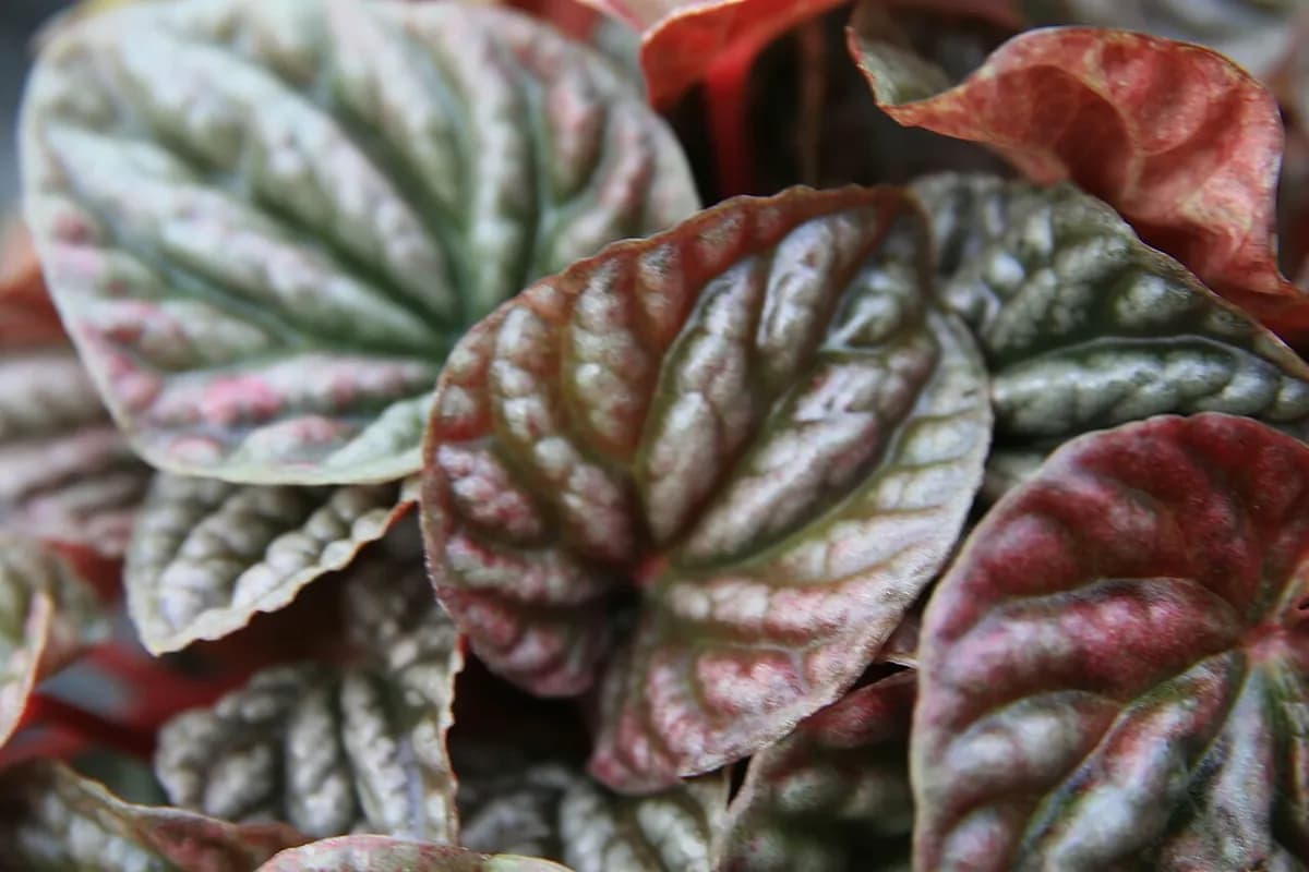 Peperomia caperata — foto real