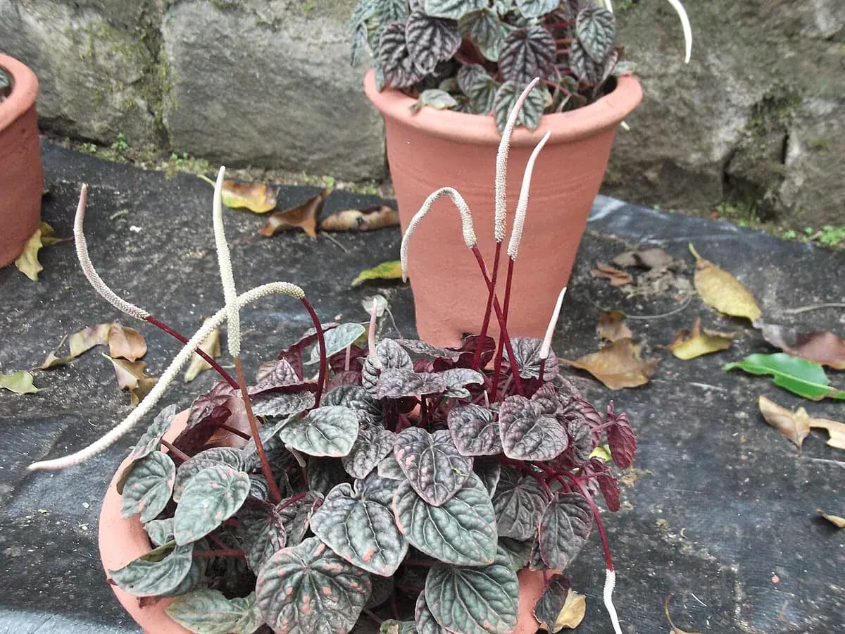 Peperomia caperata — foto real