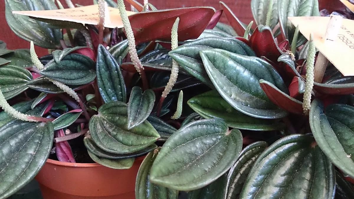 Peperomia caperata — foto real