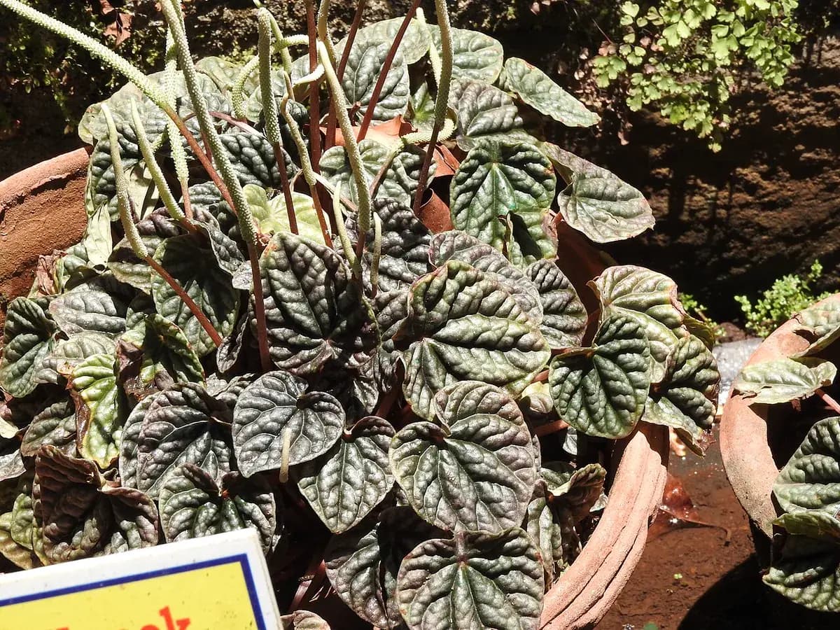 Peperomia caperata — foto real