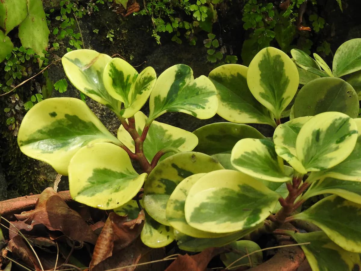 Peperomia obtusifolia — foto real