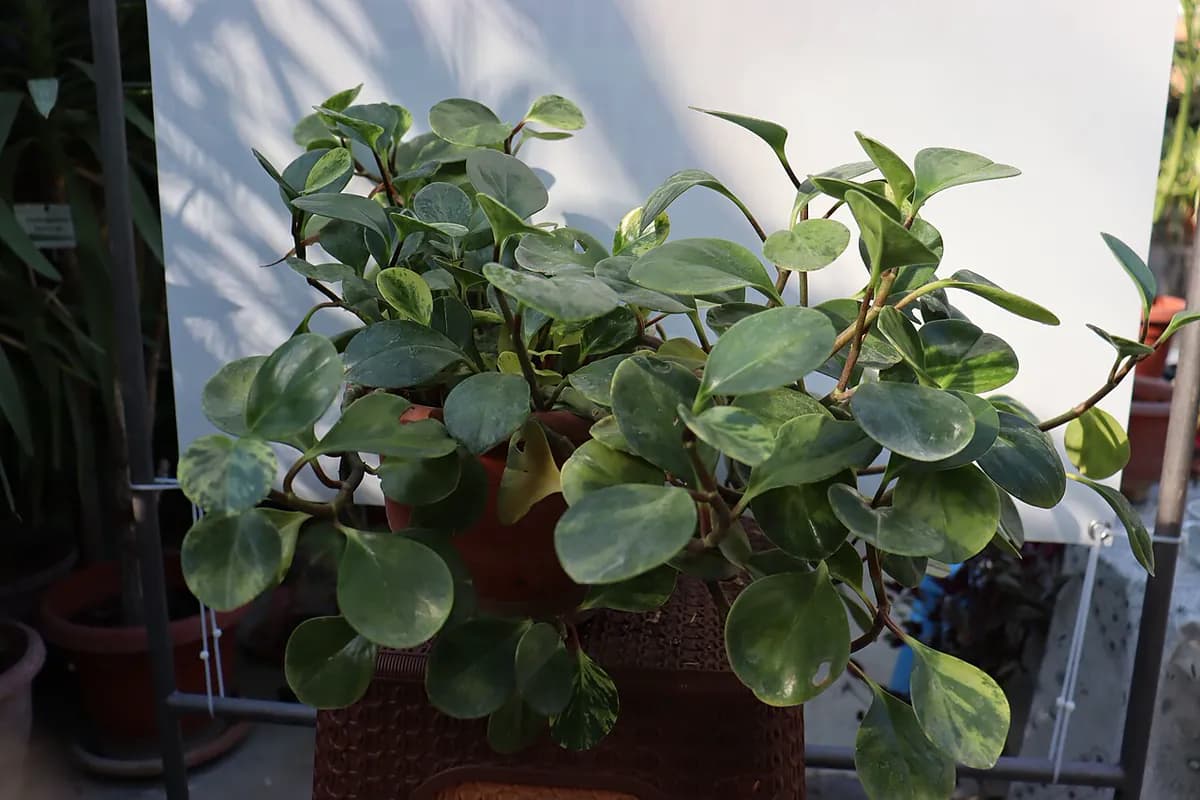 Peperomia obtusifolia — foto real
