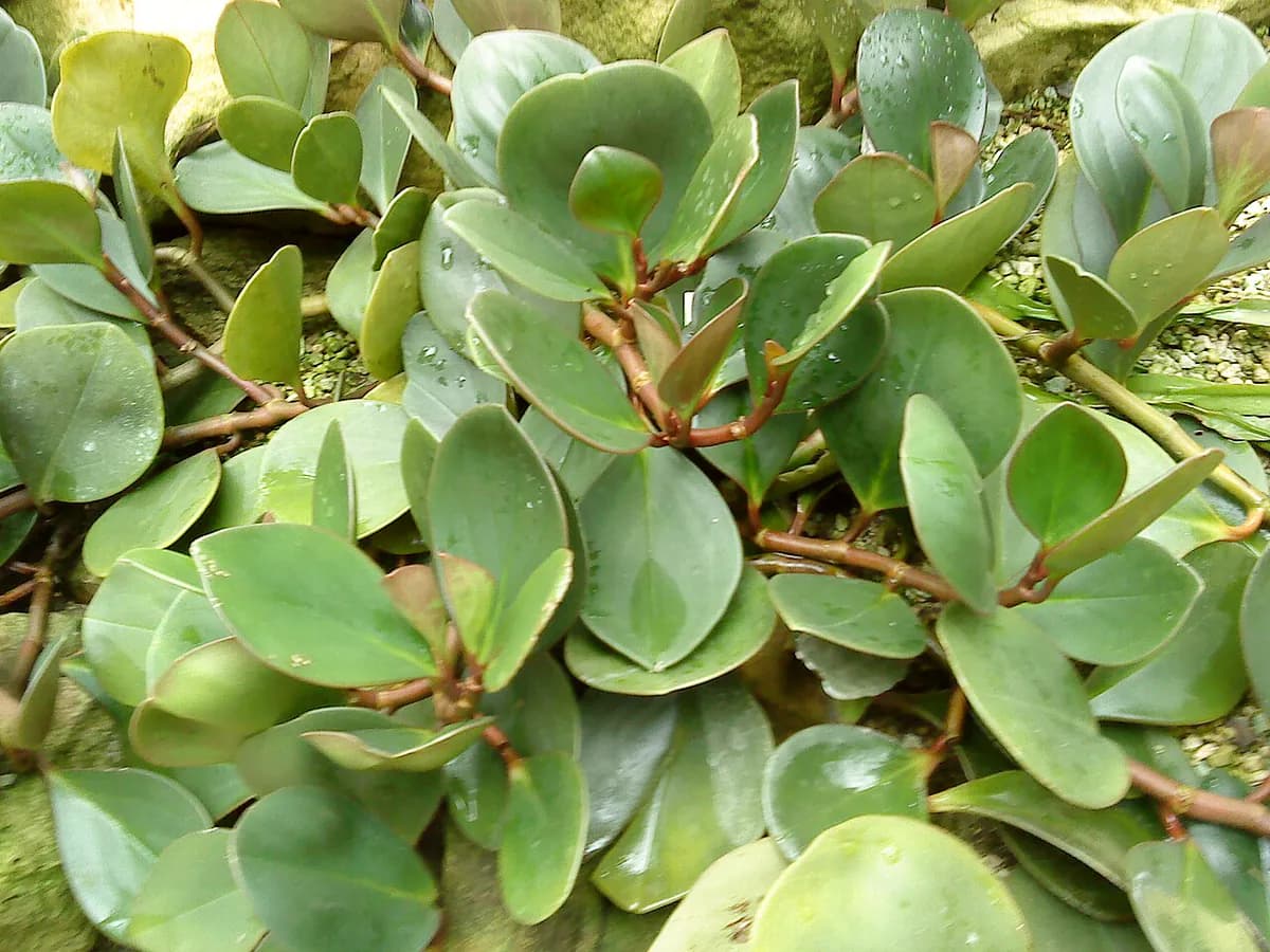Peperomia obtusifolia — foto real