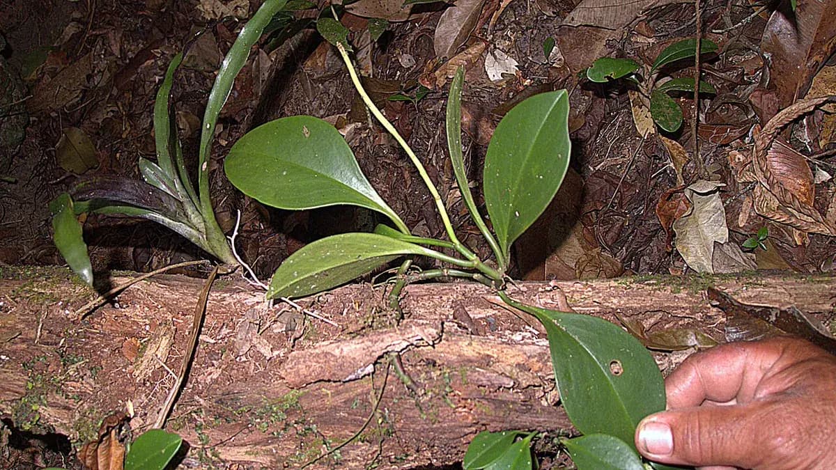 Peperomia obtusifolia — foto real