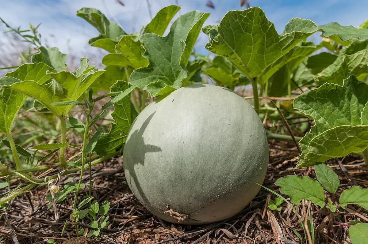 Pepino Armenio — foto real