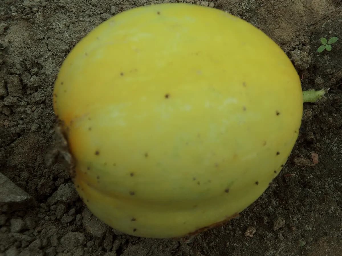 Pepino Marketmore — foto real