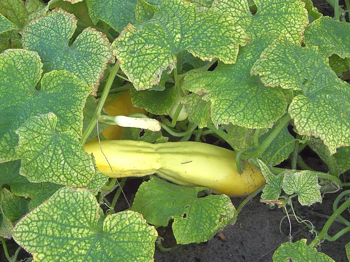 Pepino Marketmore — foto real