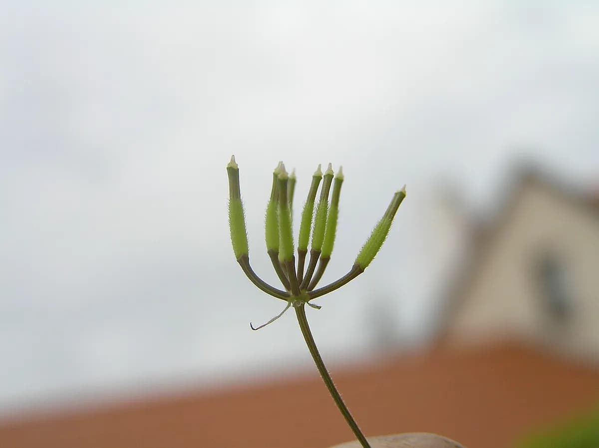 Perifollo — foto real