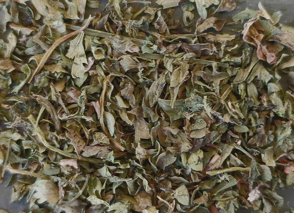 Perifollo — foto real