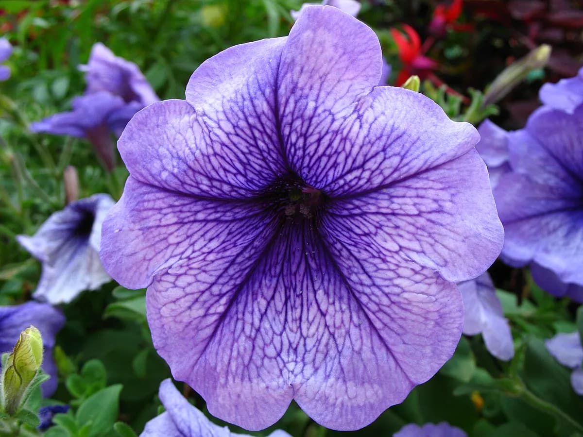 Petunia — foto real