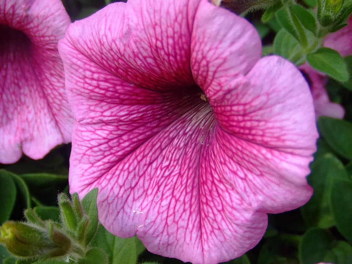 Petunia — foto real