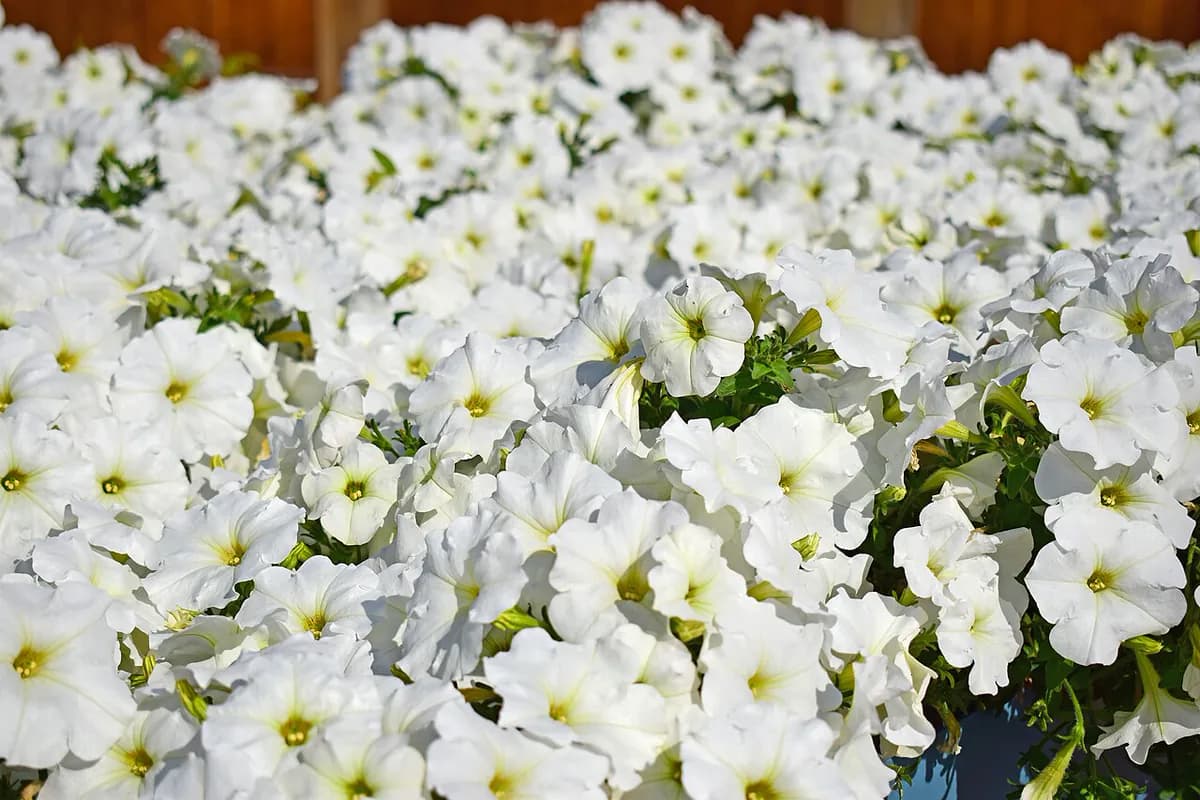 Petunia — foto real