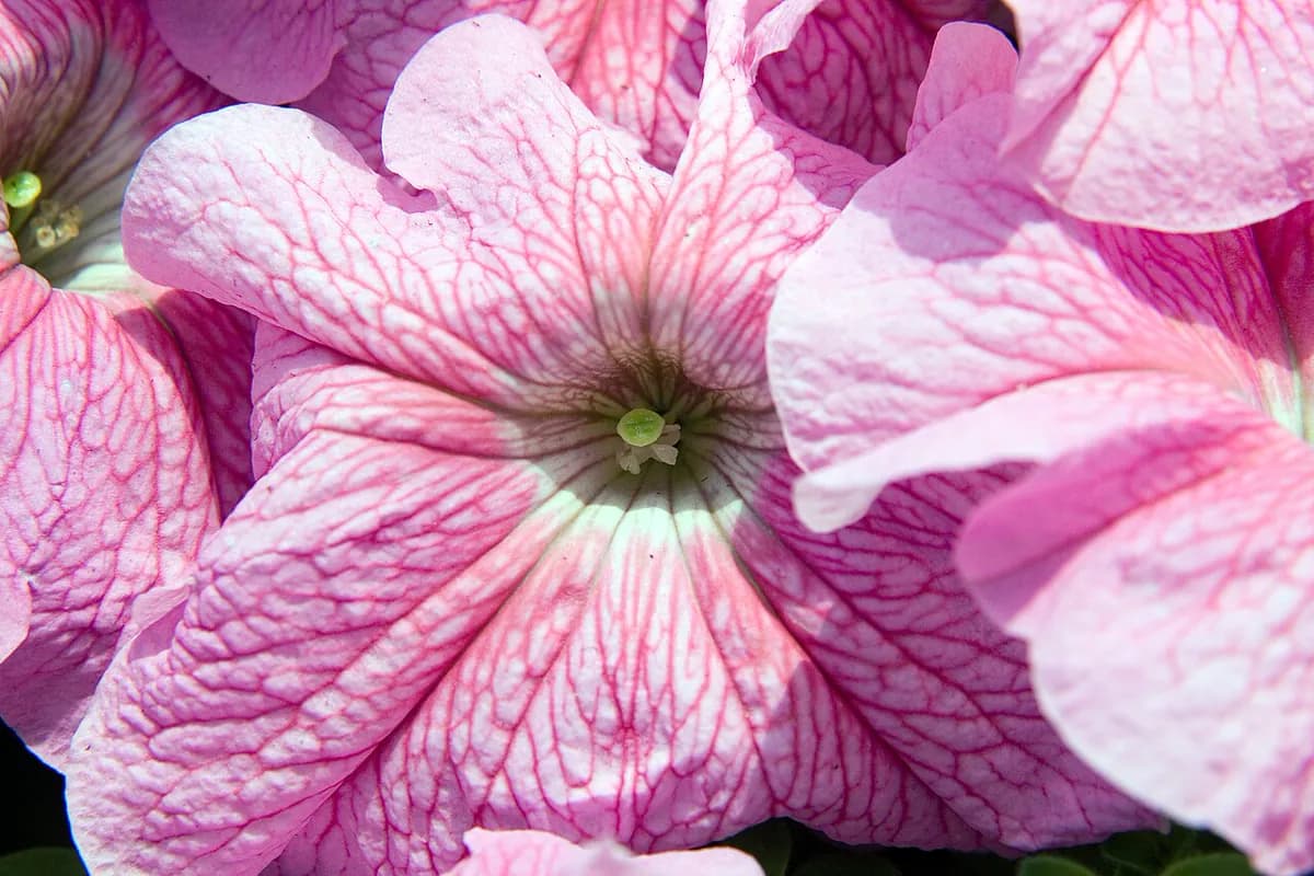 Petunia — foto real