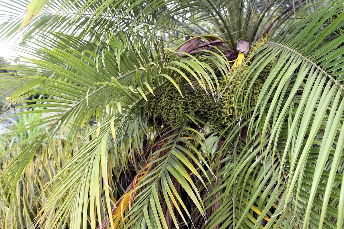 Palmera enana Phoenix roebelenii — foto real