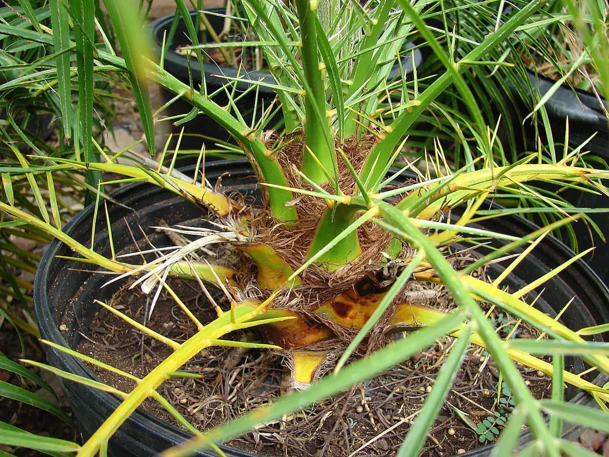 Palmera enana Phoenix roebelenii — foto real