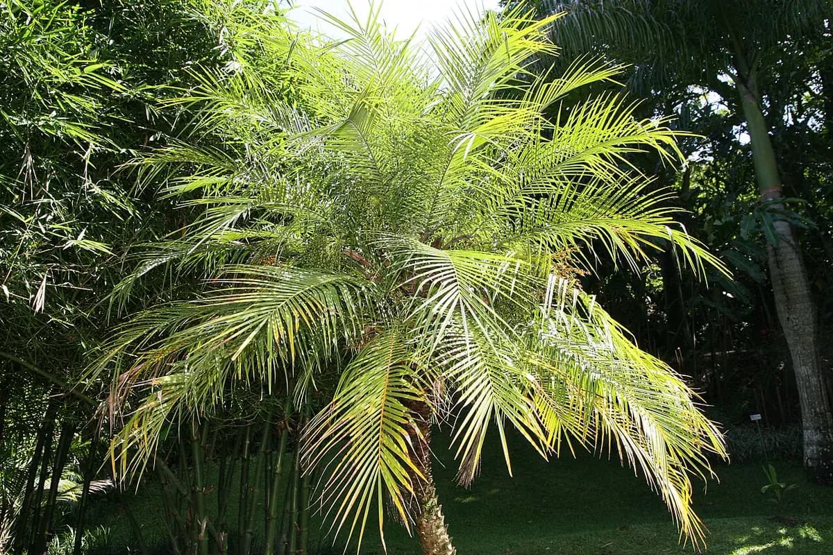 Palmera enana Phoenix roebelenii — foto real
