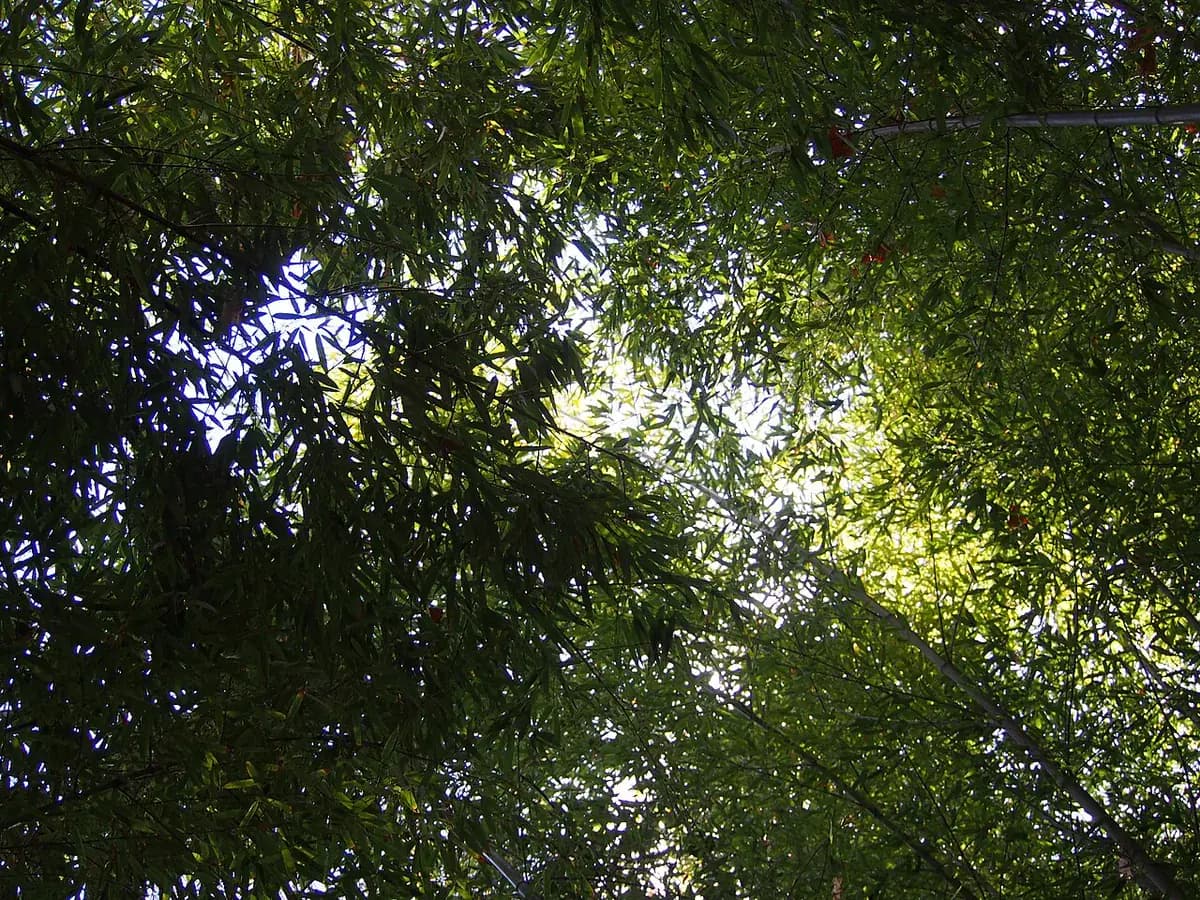 Bambú dorado — foto real