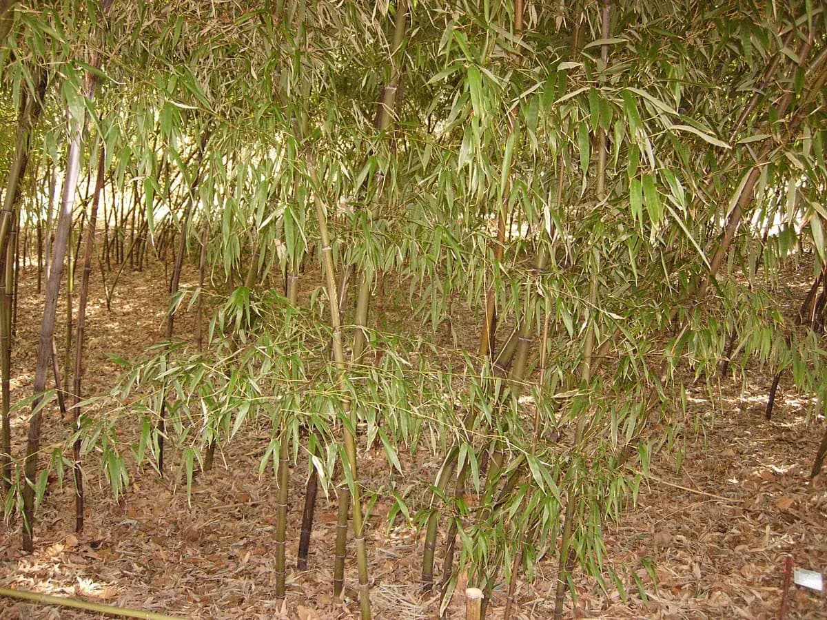 Bambú negro — foto real