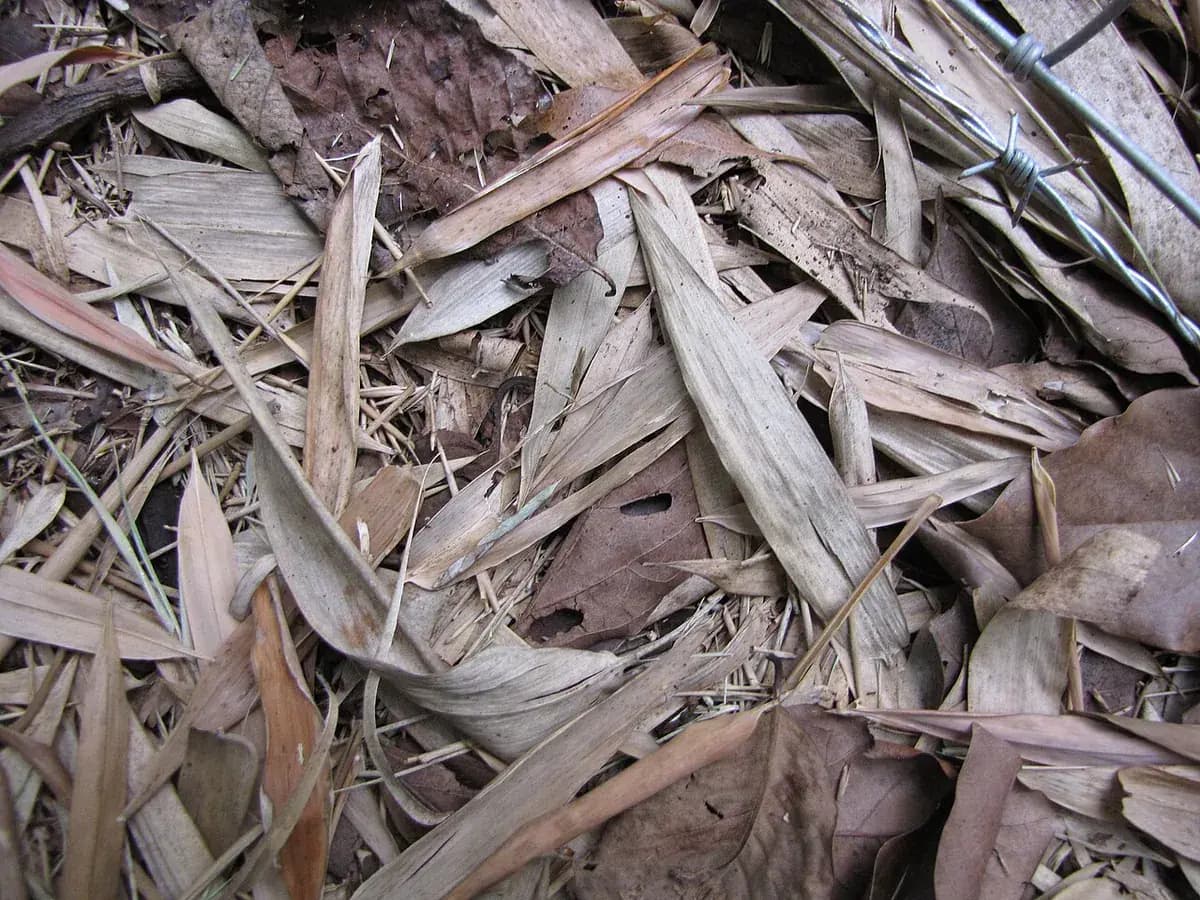 Bambú negro — foto real
