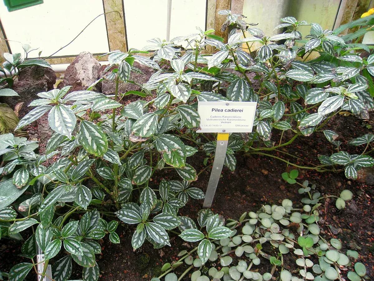 Pilea aluminio (Pilea cadierei) — foto real