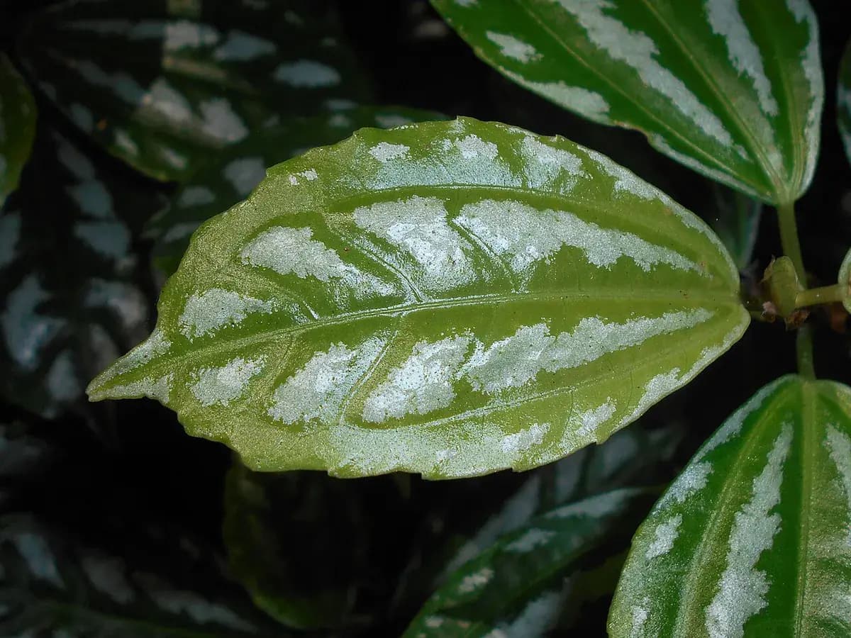 Pilea aluminio (Pilea cadierei) — foto real