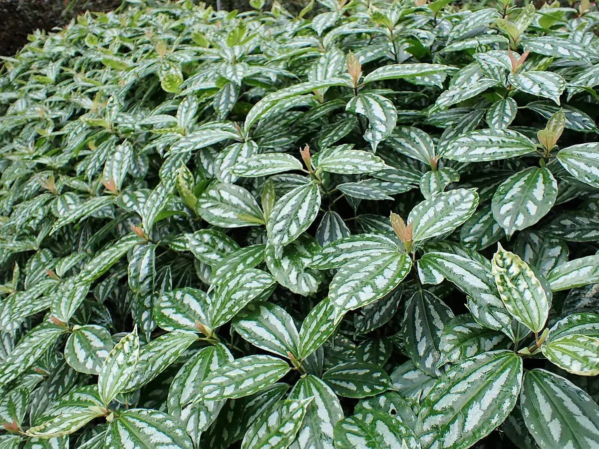 Pilea aluminio (Pilea cadierei) — foto real