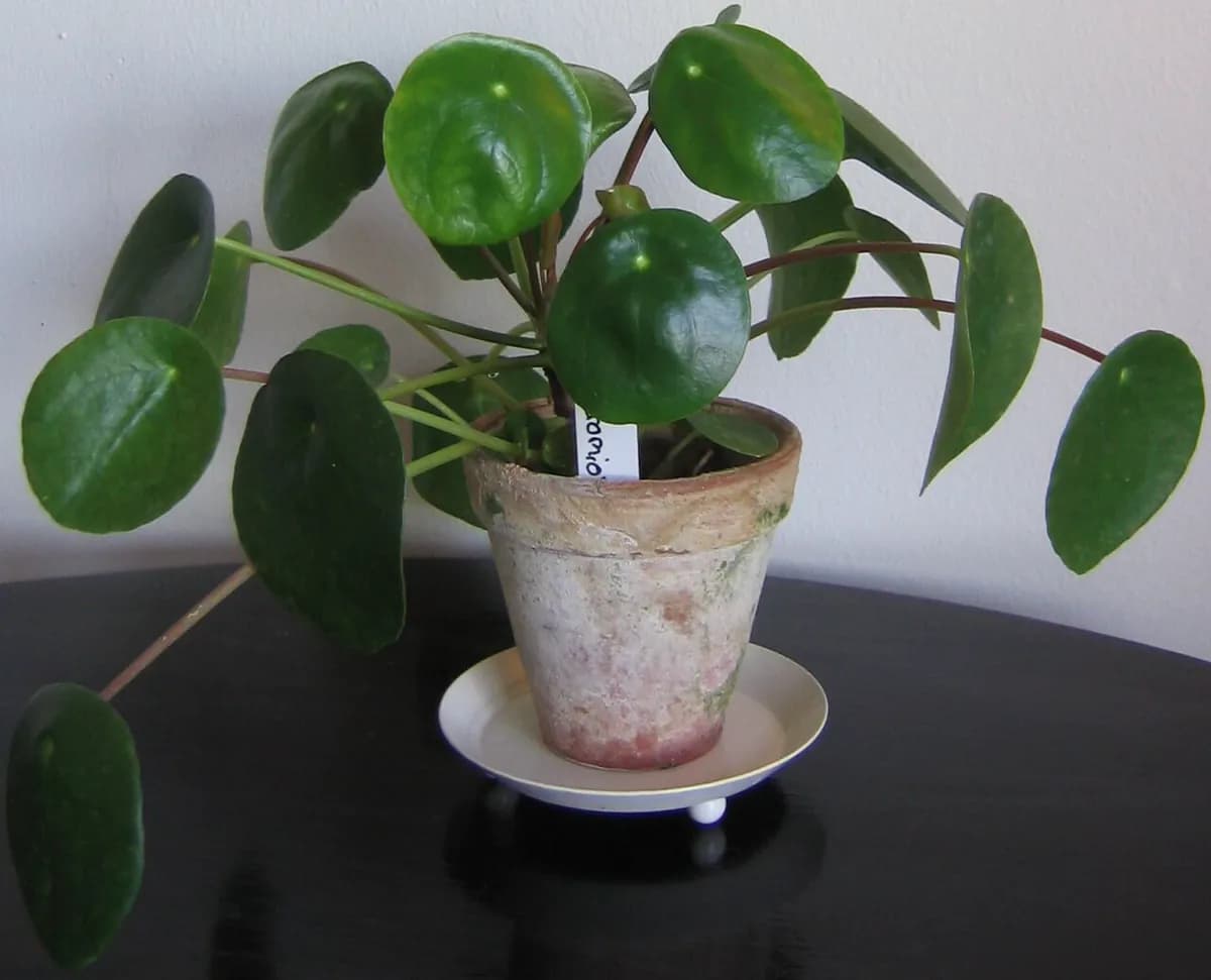 Planta china del dinero — foto real