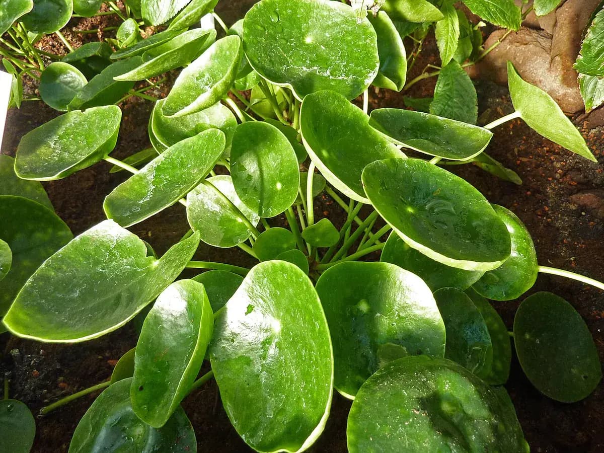 Planta china del dinero — foto real