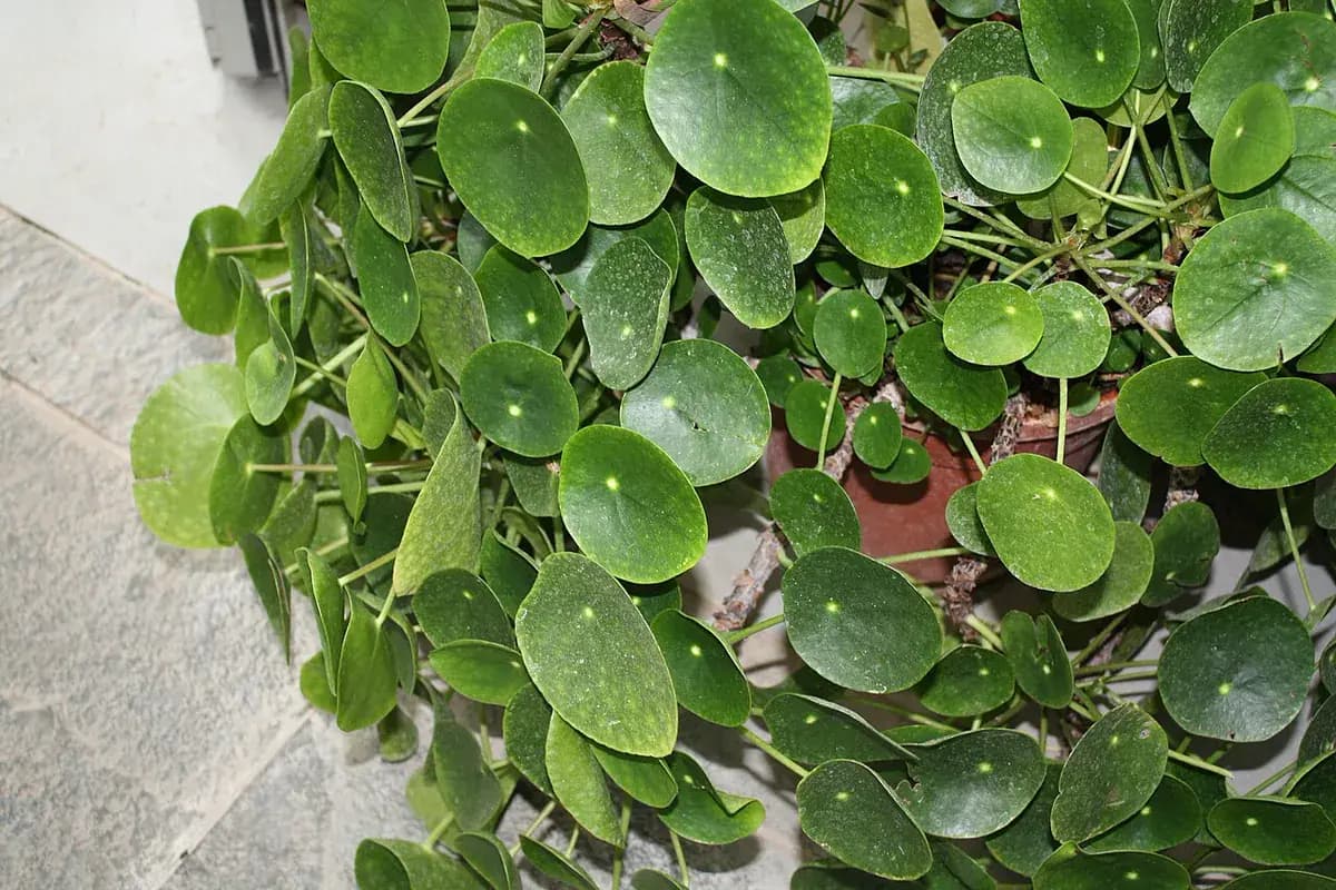 Planta china del dinero — foto real