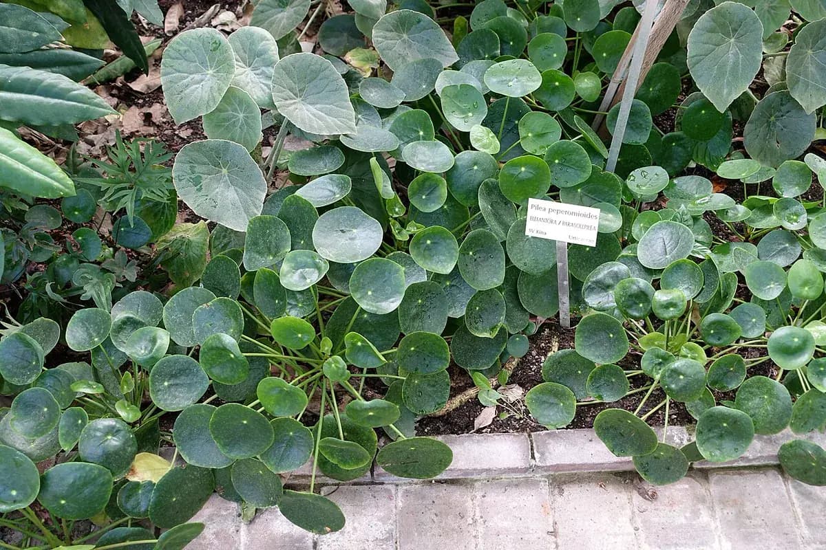 Planta china del dinero — foto real