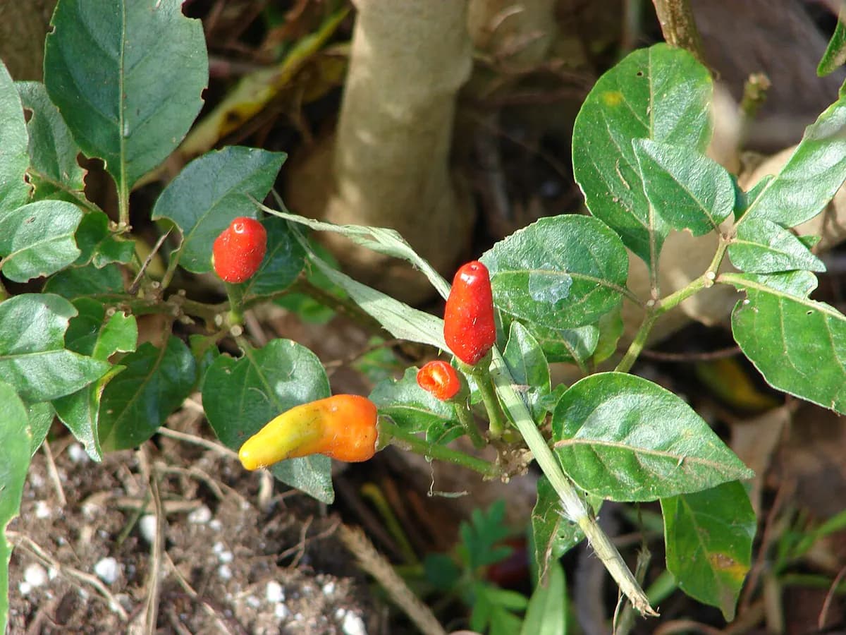 Pimiento California Wonder — foto real