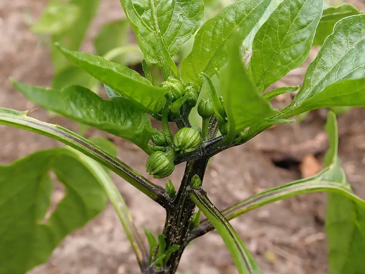 Pimiento de Padrón — foto real