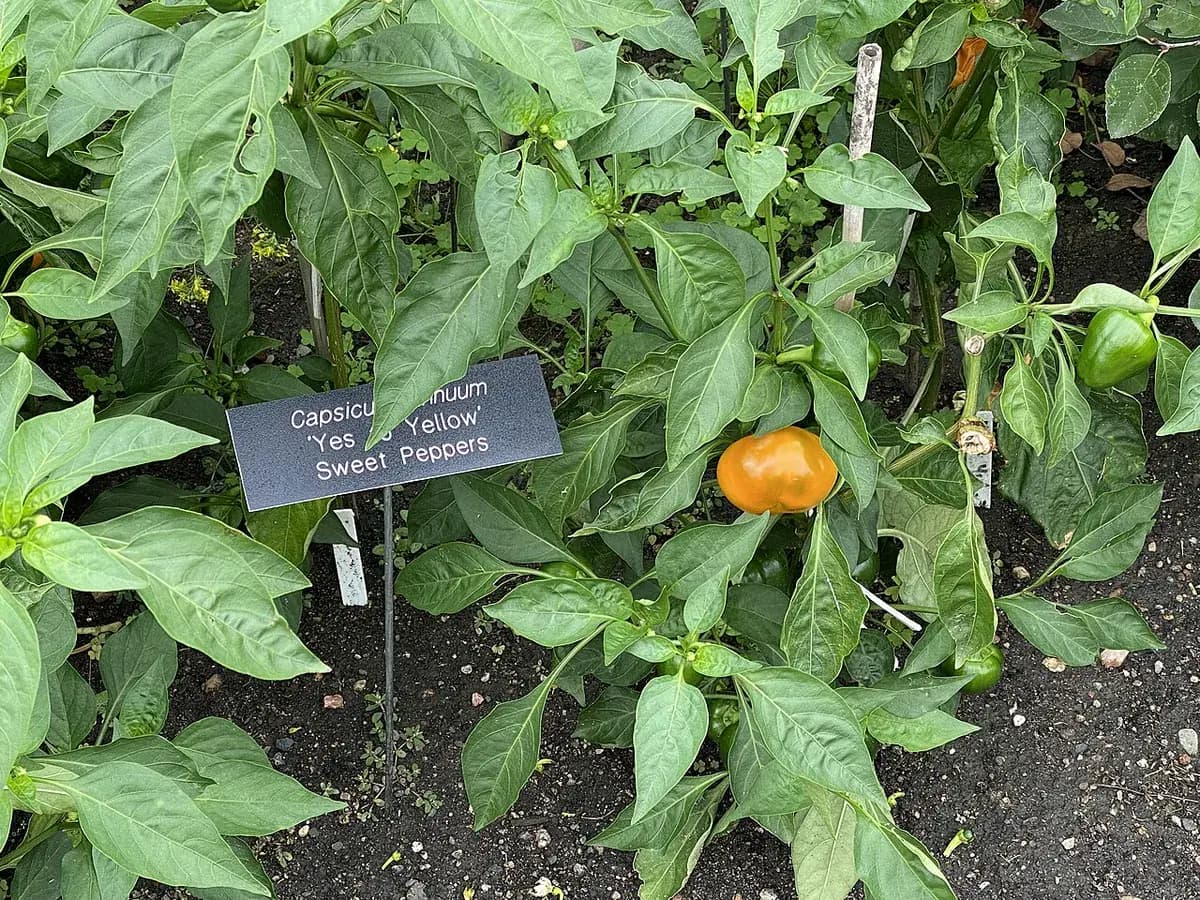 Pimiento de Padrón — foto real