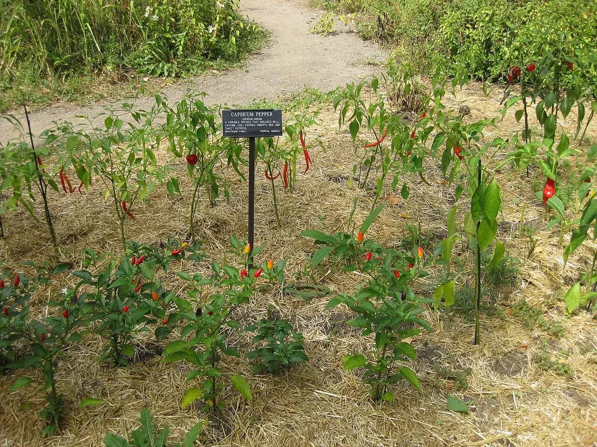 Pimiento del Piquillo — foto real