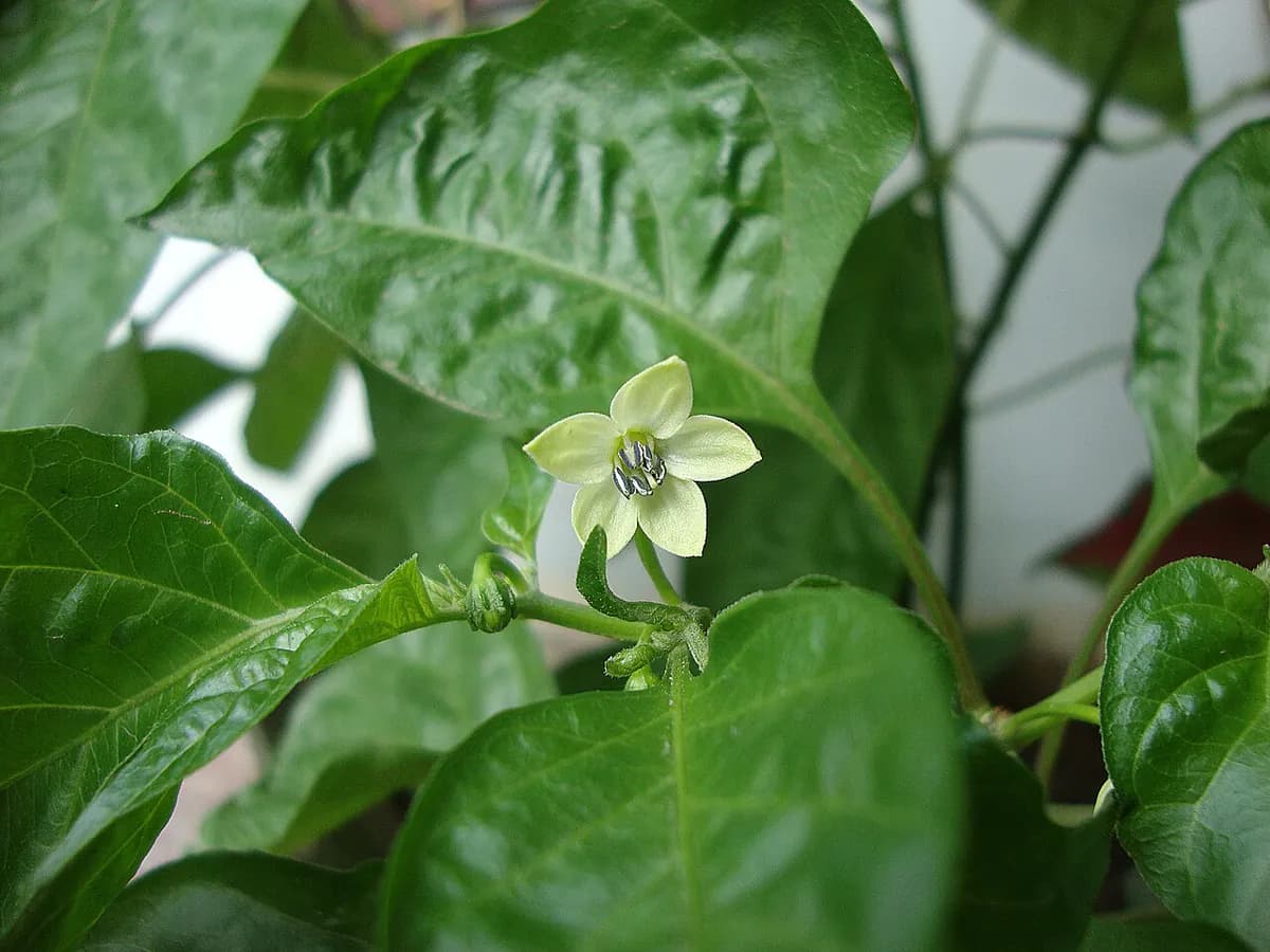Pimiento del Piquillo — foto real