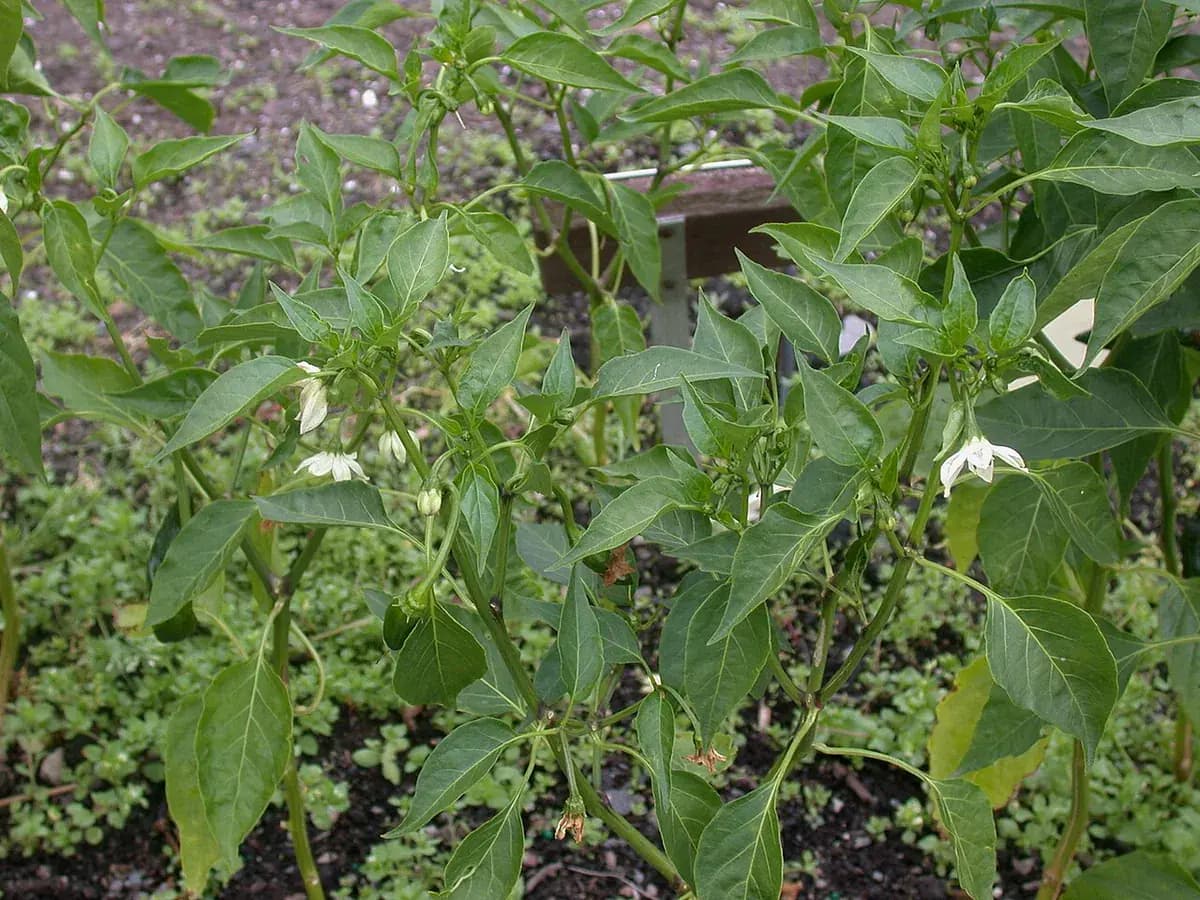 Pimiento italiano — foto real