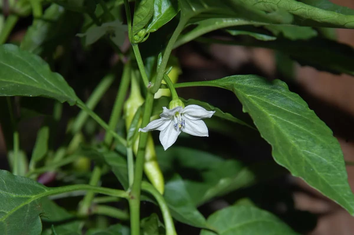 Pimiento italiano — foto real