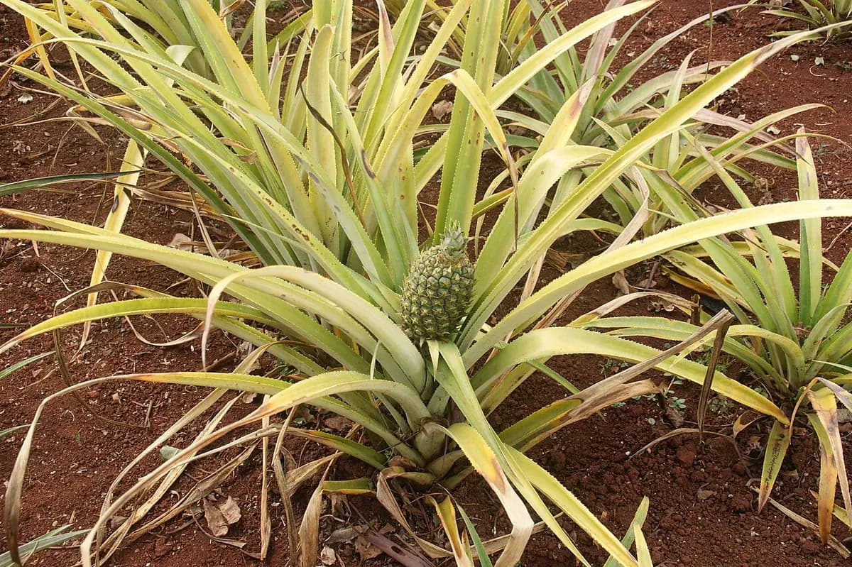 Piña tropical — foto real