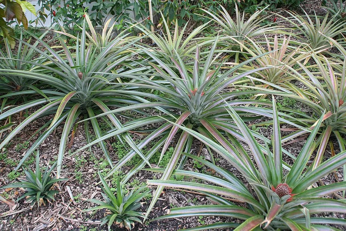 Piña tropical — foto real