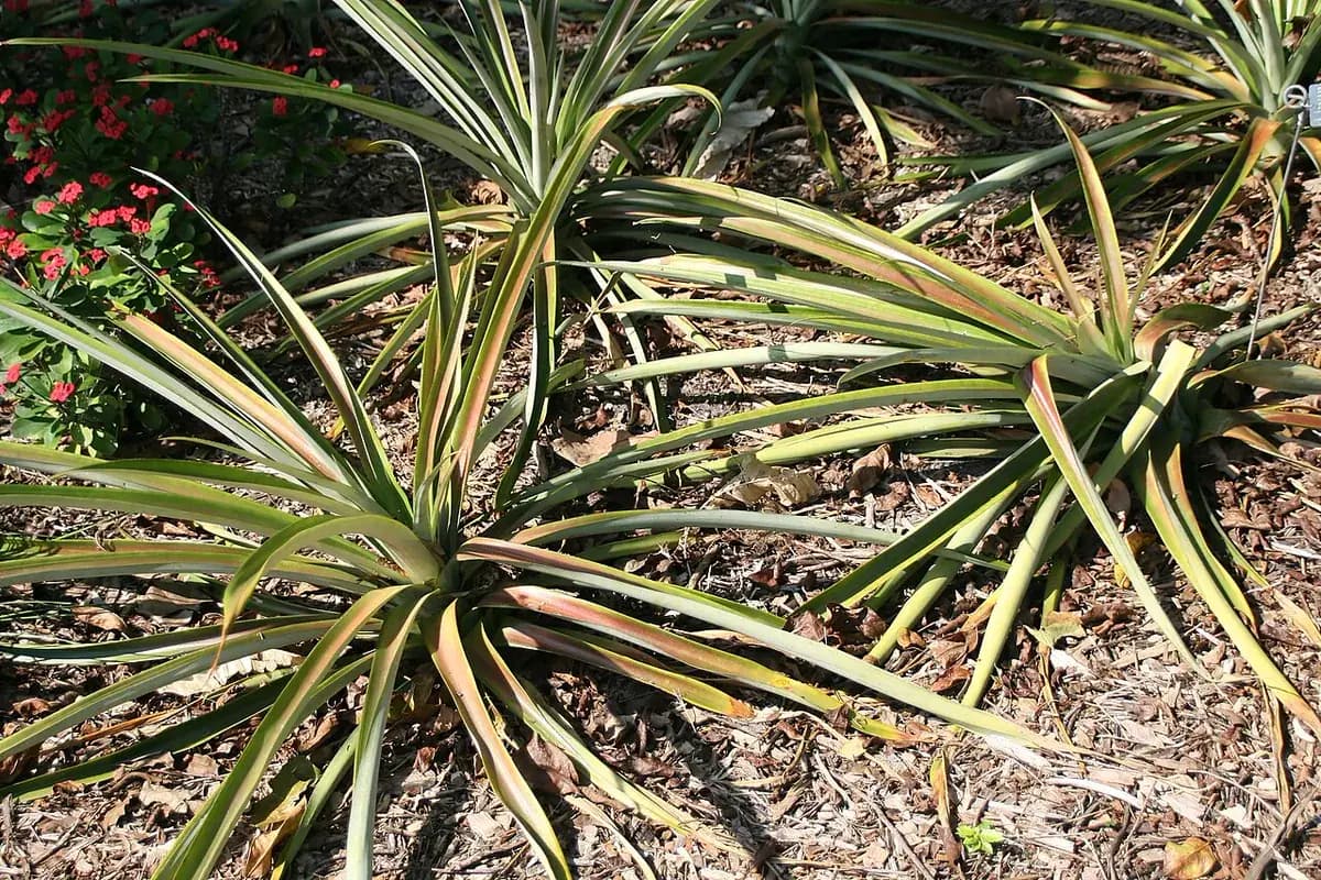 Piña tropical — foto real